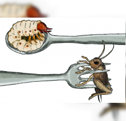 Insektet si pjes&euml; e regjimit ushqimor n&euml; Bashkimin Europian?