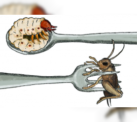 Insektet si pjes&euml; e regjimit ushqimor n&euml; Bashkimin Europian?